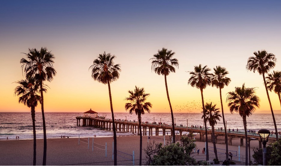 SoCal palm trees.