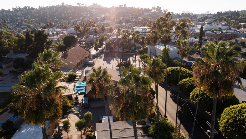 Eagle Rock palm trees. 