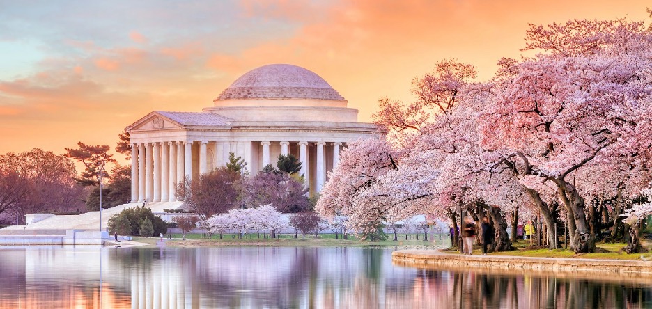 Cherry blossom season in D.C.